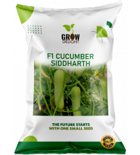 Cucumber / Kakri F1 Siddharth 5 grams